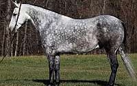 Trick Horse, Stout Built, Ranch Grey Draft Gelding Draft for Louisville, KY