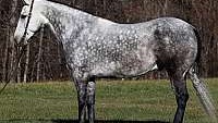 Trick Horse, Stout Built, Ranch Grey Draft Gelding