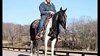 Super Smooth Gaited Trail Horse Tobiano Missouri Fox Trotter Gelding