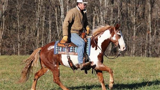 Fancy Overo, Family Safe Ranch Horse, Broke Sorrel Overo Quarter Horse Gelding