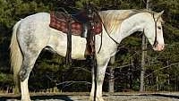 Family Safe, Reg GVHS, Ranch-Trail Horse Grey Draft Gelding