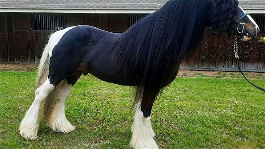 Bay Gypsy Vanner Stallion