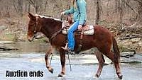 Family Safe, Draftcross, Jumps, Ranch, Trail Horse Chestnut Draft Gelding
