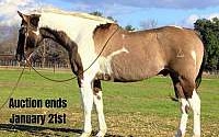 Grulla Ranch or Trail Horse Tobiano Paint Gelding Paints for Louisville, KY