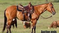 Family Safe Dunskin, Rope/Ranch Dun Quarter Horse Gelding