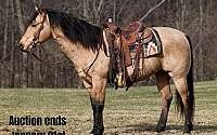 Dreamhorse, Family Safe, Ranch Buckskin Quarter Horse Gelding Quarter for Louisville, KY