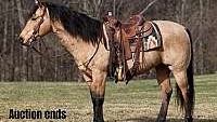 Dreamhorse, Family Safe, Ranch Buckskin Quarter Horse Gelding
