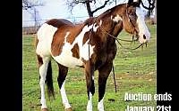 Ranch or Trail Horse, Broke Bay Overo Quarter Horse Gelding Quarter for Louisville, KY