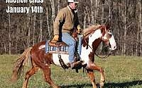 Fancy Overo, Family Safe Ranch Horse Sorrel Overo Quarter Horse Gelding Quarter for Louisville, KY