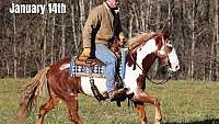 Fancy Overo, Family Safe Ranch Horse Sorrel Overo Quarter Horse Gelding