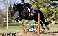 17.1h, Jumps, Great On Trails, Packed Black Warmblood Gelding Swedish Warmblood for Louisville, KY