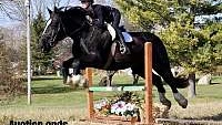 17.1h, Jumps, Great On Trails, Packed Black Warmblood Gelding