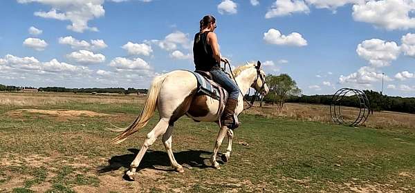 Black Overo Paint Gelding