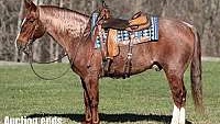 Fancy Ropes/Sorts/Ranch Red Roan Quarter Horse Gelding
