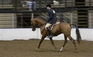 Chestnut Arabian Stallion Arabian for Olathe, KS
