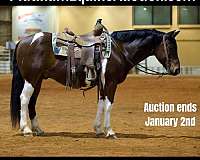 Ranch/Trail Horse Deluxe Bay Quarter Horse Gelding Quarter for Louisville, KY