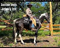 Rode From Texas to Washington Black Spotted Saddle Gelding Saddlebred for Louisville, KY