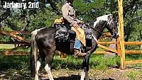 Rode From Texas to Washington Black Spotted Saddle Gelding