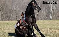 Trick Horse, Liberty Training Black Friesian Gelding Friesians for Louisville, KY