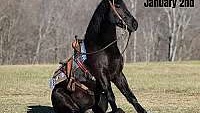 Trick Horse, Liberty Training Black Friesian Gelding