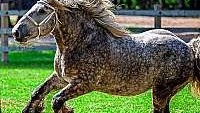 Grey Belgian Stallion