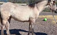 Kiger Mustang Grey Andalusian Filly Andalusian for Potter Valley, CA