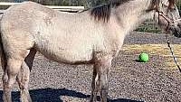 Kiger Mustang Grey Andalusian Filly
