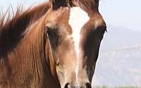 Gorgeous Reining Prospect Sorrel Quarter Horse Filly Quarter for Woodland, CA