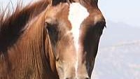 Gorgeous Reining Prospect Sorrel Quarter Horse Filly