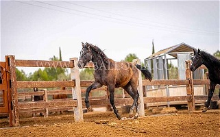 PRE Mold Escalera Grey Andalusian Stallion Andalusian for San Rafael, CA