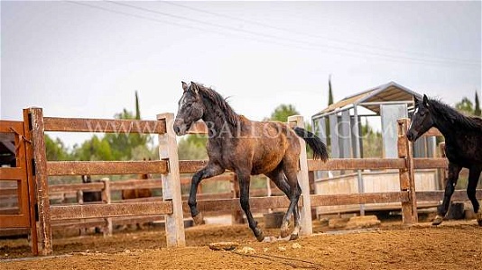PRE Mold Escalera Grey Andalusian Stallion