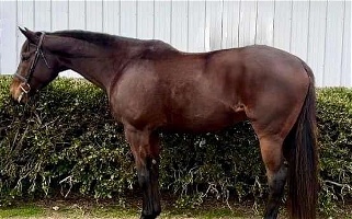 Beautiful Bay Thoroughbred Mare for Sale or Trade Thoroughbred for Rochester Hills, MI