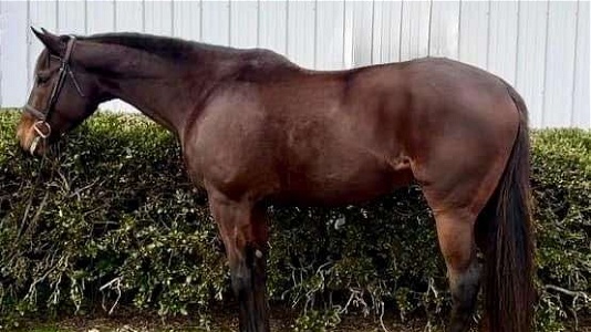 Beautiful Bay Thoroughbred Mare for Sale or Trade