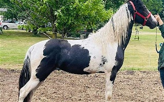 Hz Black Hz Double Registered Tobiano Tennessee Walking Stallion Tennessee Walking Horse for Durand, MI