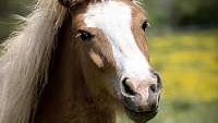 Beautiful Naturally Tolting Young Chestnut Icelandic Mare