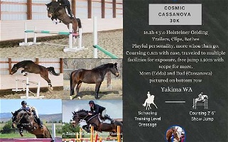16.1h 4 Y.O Bay Holsteiner Gelding Australian Stock Horses for Yakima, WA