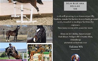 Delilah" 15.3 & Growing 2y.O Bay Holsteiner Filly Australian Stock Horses for Yakima, WA