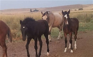 TWH Weanling Bay Tennessee Walking Colt Tennessee Walking Horse for Lamont, WA