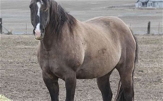AQHA Foal to Shine Wimpy Shine Grulla Quarter Horse Mare Quarter for Mead, WA