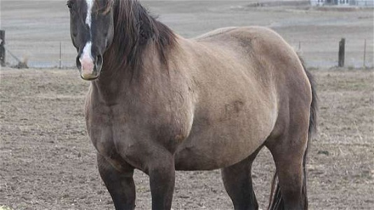 AQHA Foal to Shine Wimpy Shine Grulla Quarter Horse Mare