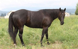 Homozygous Black Quarter Horse Broodmare in Foal for 2024 Quarter for Mead, WA