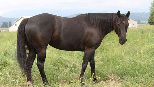 Homozygous Black Quarter Horse Broodmare in Foal for 2024