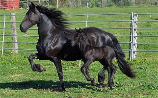 2024 FHANA Main Book Foals Black Friesian Unborn Foal Friesians for Benton City, WA