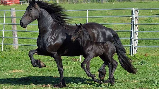 2024 FHANA Main Book Foals Black Friesian Unborn Foal