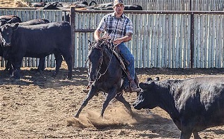 Cutting Bred Ranch Black Quarter Horse Gelding Quarter for Mansfield, WA