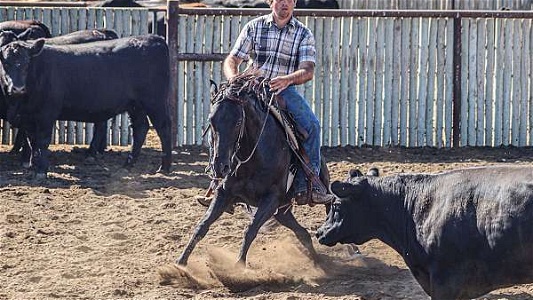Cutting Bred Ranch Black Quarter Horse Gelding