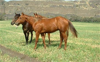 Cute 2 Year Old Cutting Bred Sorrel Quarter Horse Filly Quarter for Mansfield, WA