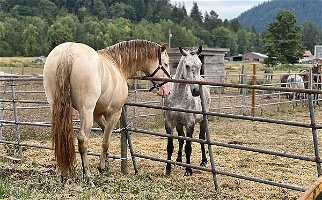 Perlino Andalusian Stallion Andalusian for Enumclaw, WA