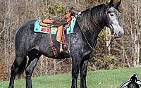 Trick Horse, Family Safe, Gentle Grey Quarter Horse Gelding Quarter for Mount Vernon, KY