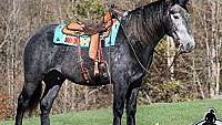 Trick Horse, Family Safe, Gentle Grey Quarter Horse Gelding